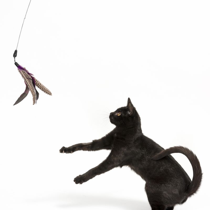 Canne à pêche Bird à prix discount sur bitiba.fr