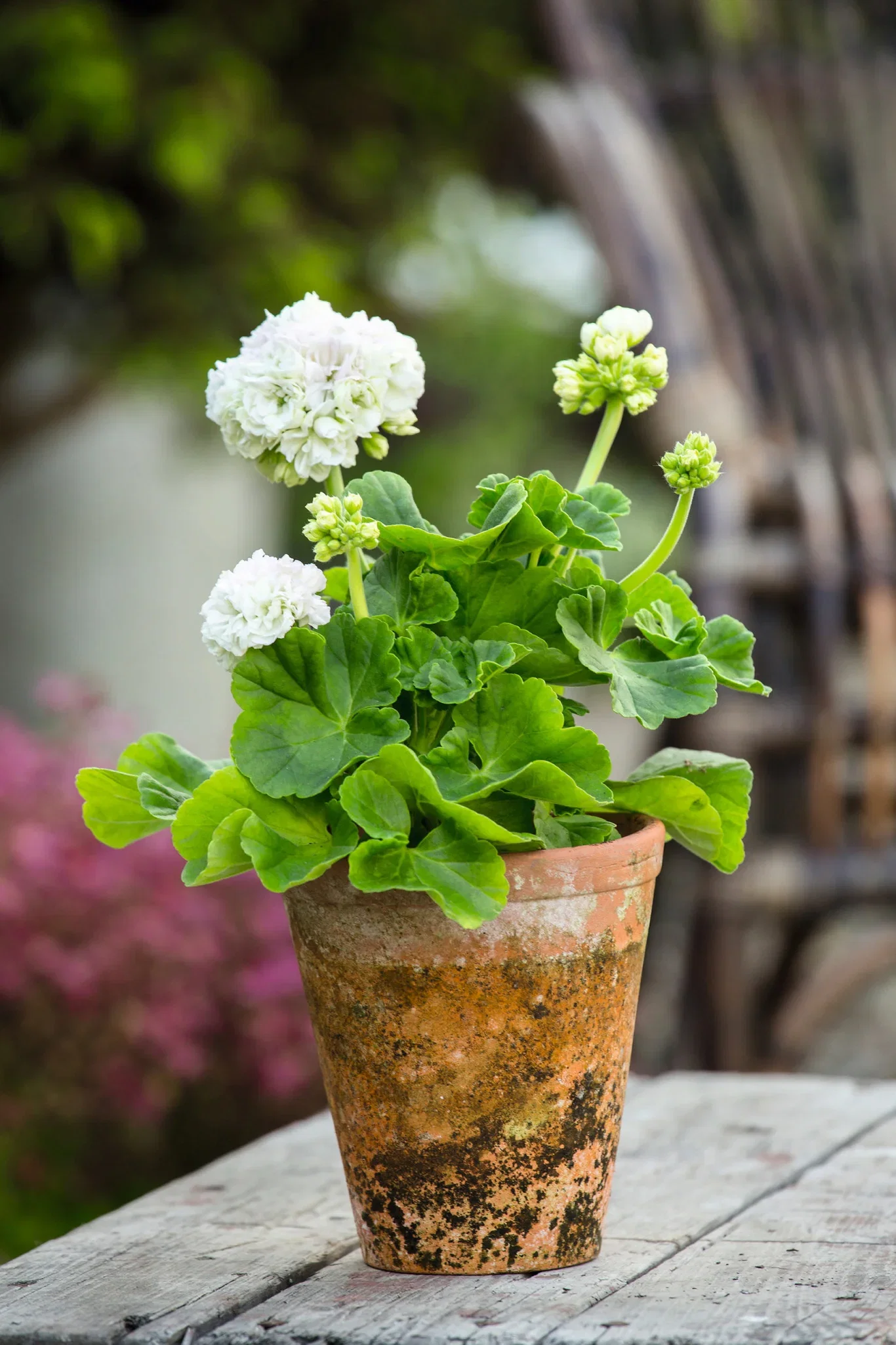 Pelargonium Pelargonia Zonale stikling Ø6 cm