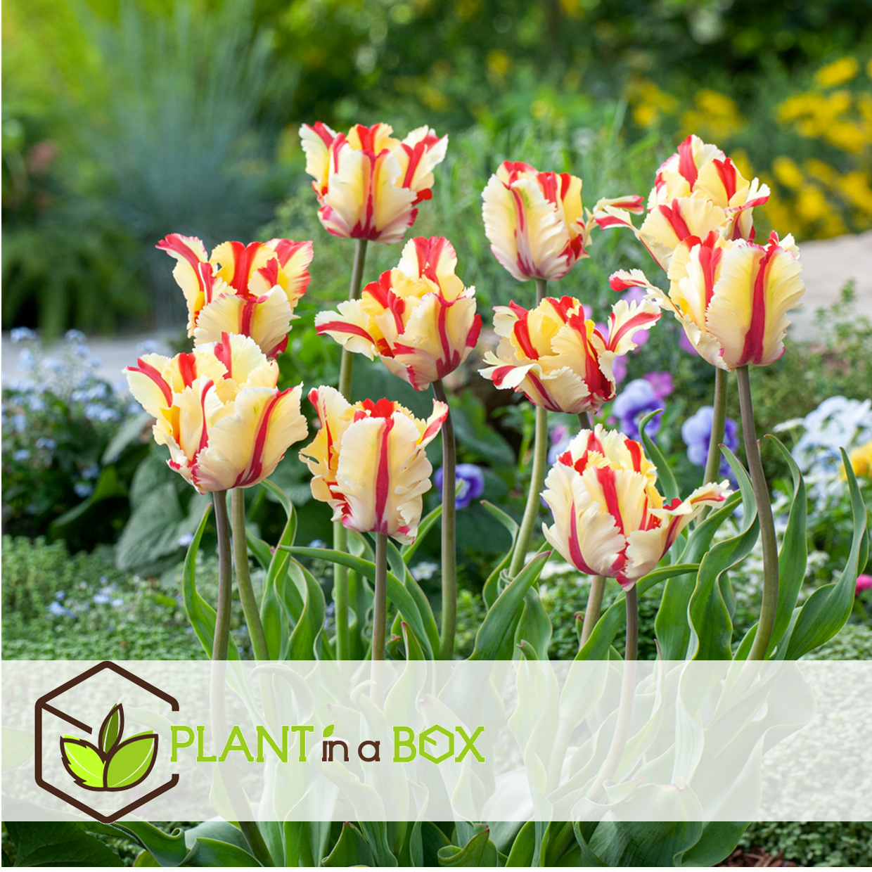Tulipa flaming parrot - bulbes à fleurs x20 - tulipe - tulipe perruche