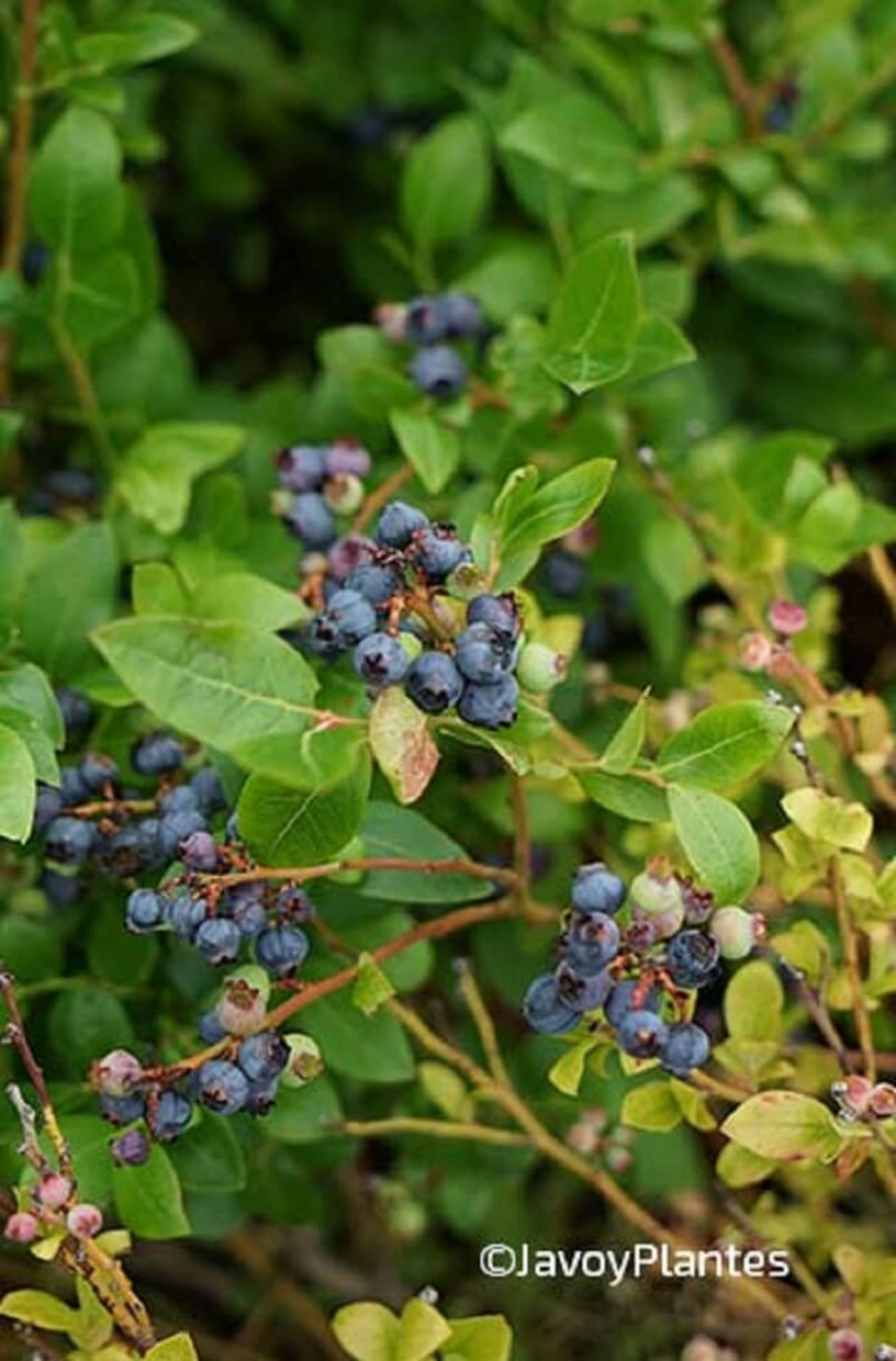 Myrtille blue crop - 1,5l