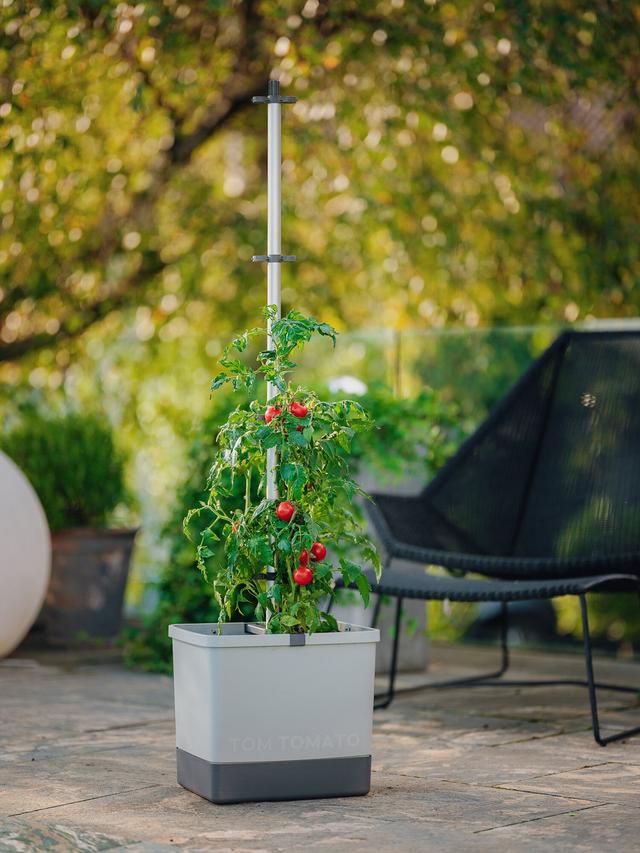 Tomaten Starter-Set für Balkon und Garten
