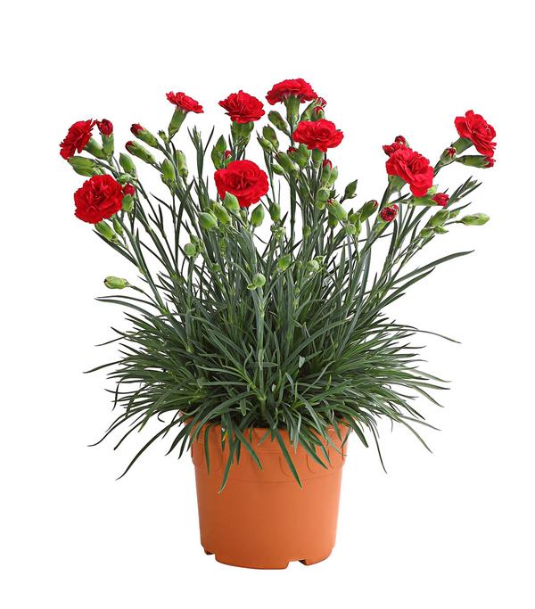 Garten-Nelke 'Devon Cottage', verschiedene