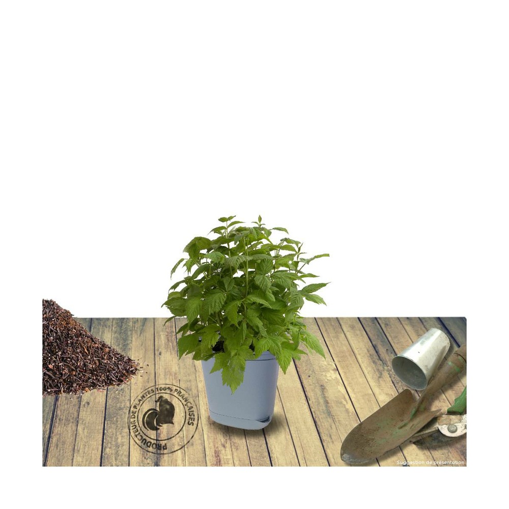 Framboisier idaeus autumn passion®/rubus idaeus autumn passion®[-]pot de 3l - 20/40 cm