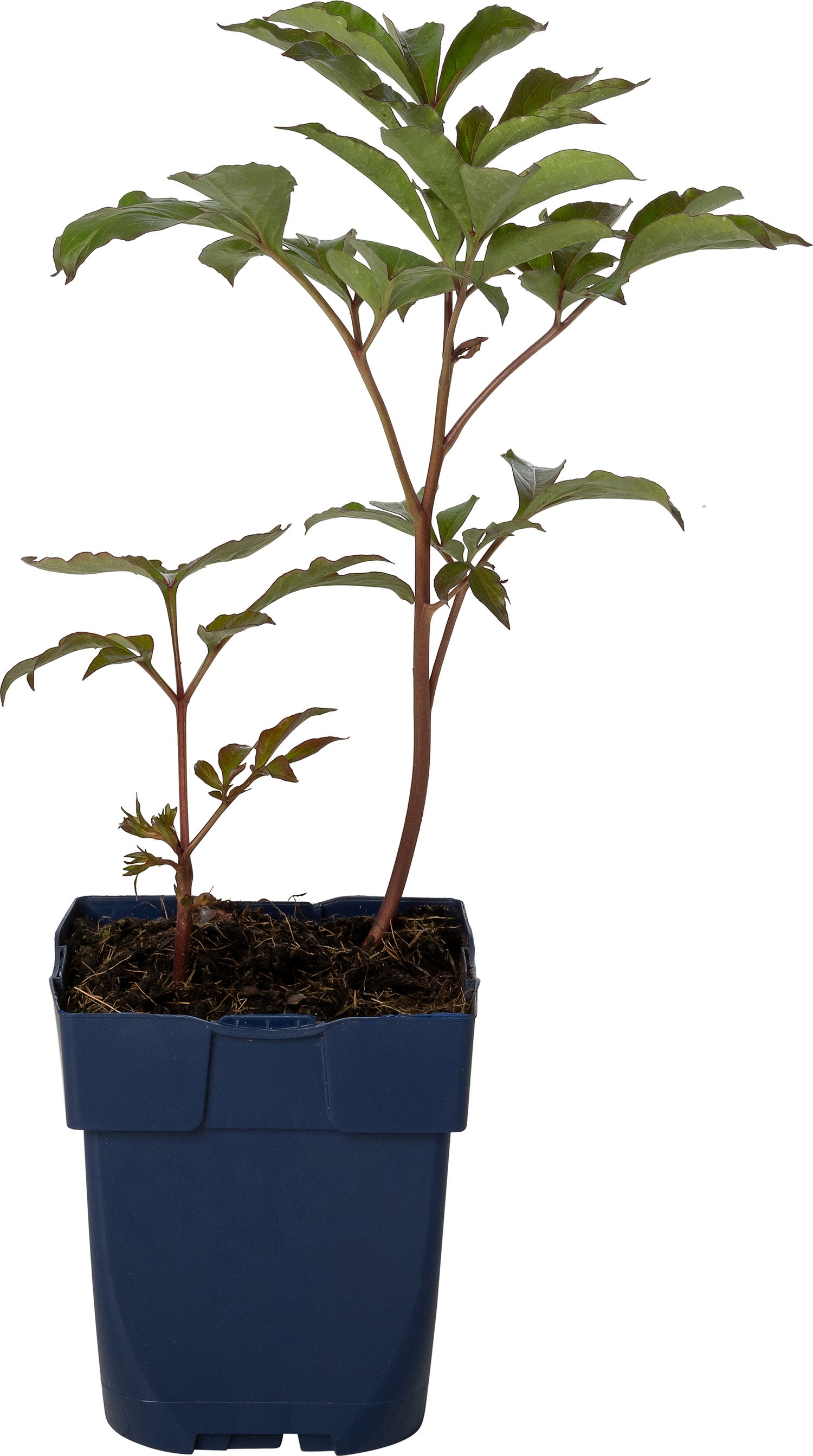 Pioenroos (Paeonia (LD) 'Duchesse de Nemours') D 11 H 80 cm