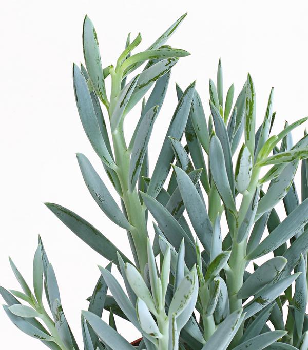 Greiskraut - Senecio talinoides 'Aquarine