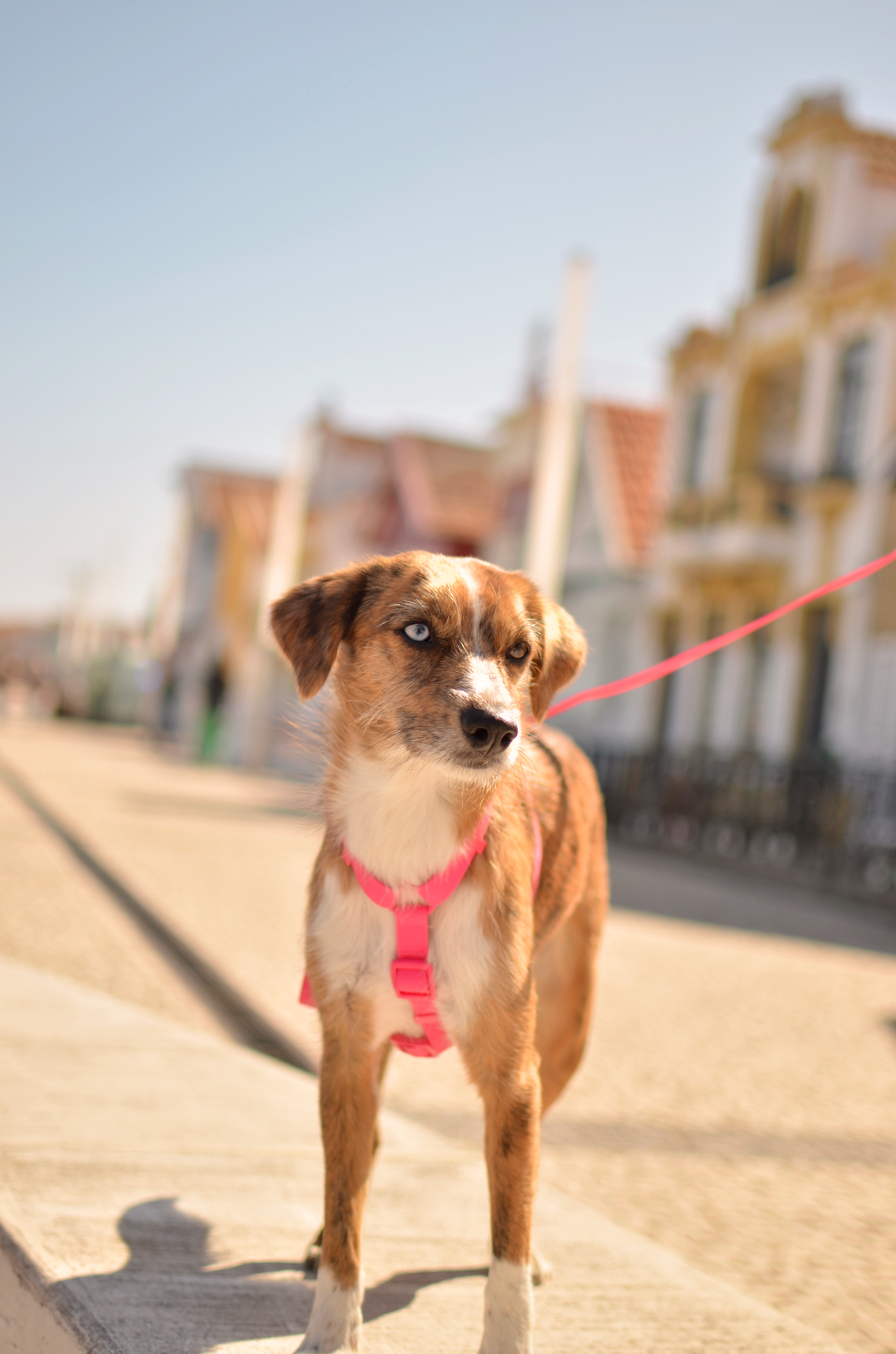 Coleira para cães Dashi rosa TPU
