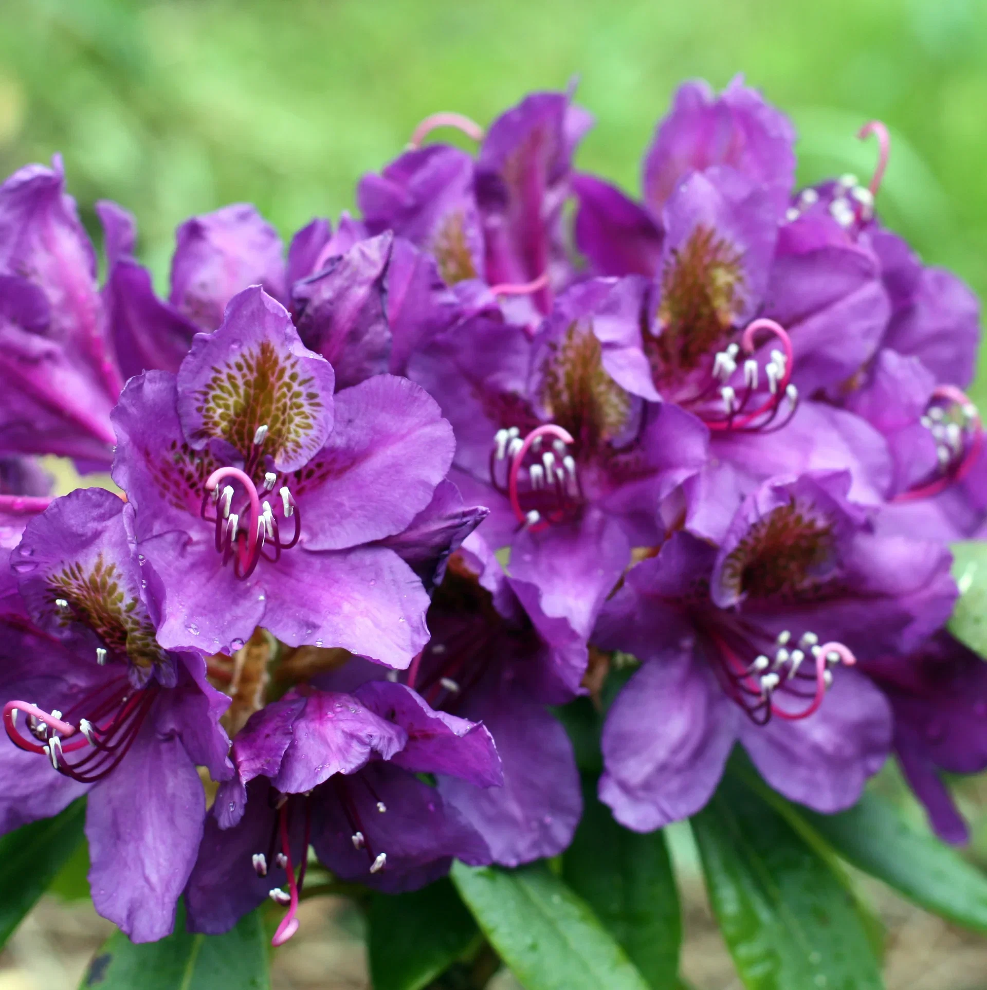 Rhododendron (Ponticum-Group) 'Marcel Menard' Rododendron 'Marcel Menard' Ø23 cm