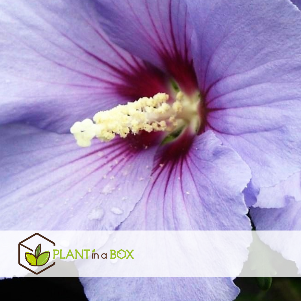 Hibiscus syriacus - 'oiseau blue' - lot de 2 - pot 17cm - hauteur 25-40cm