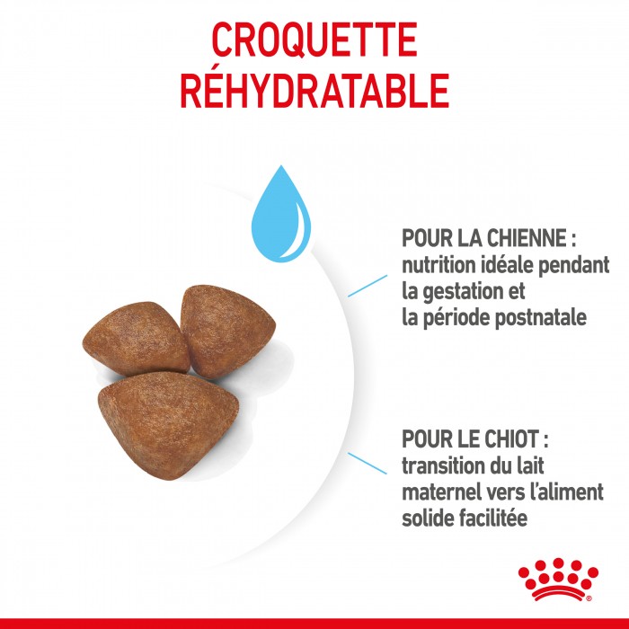 ROYAL CANIN Starter Mini Mother & Babydog - Croquettes pour chiot