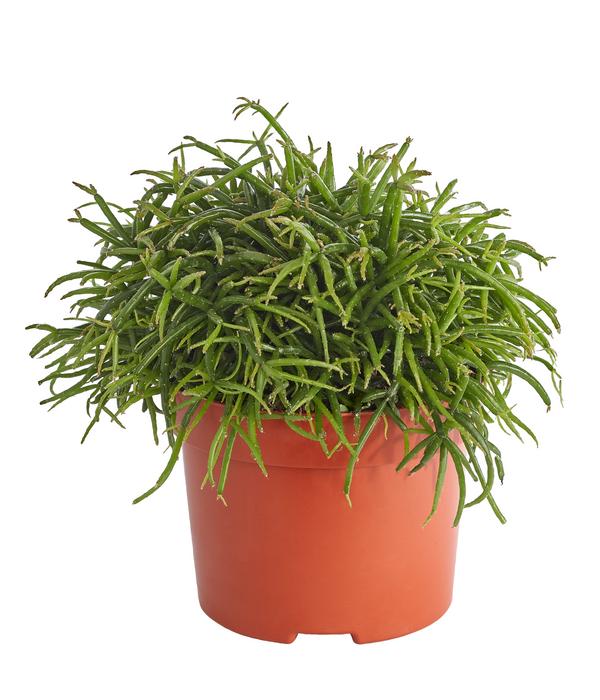 Korallenkaktus - Rhipsalis cassutha,
