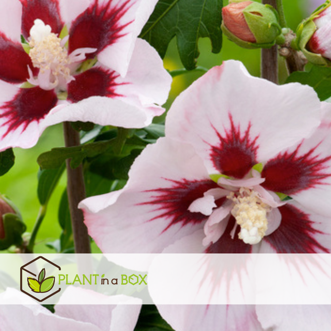Hibiscus syriacus - 'hamabo' - lot de 2 - pot 17cm - hauteur 25-40cm