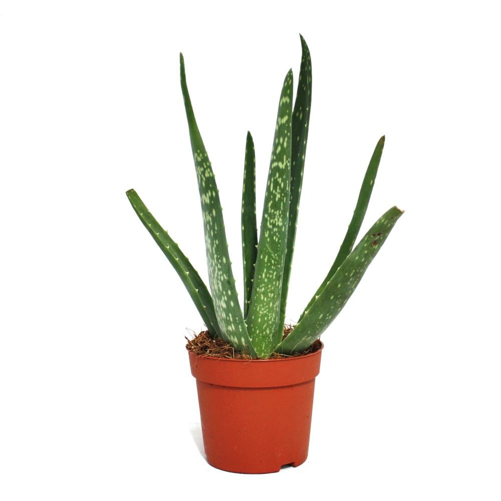 Aloe vera - ca. 2 ans - 10,5cm pot