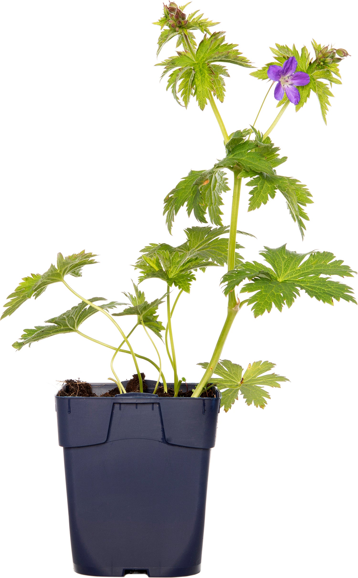 Ooievaarsbek (Geranium sylvaticum 'Mayflower') D 9 H 15 cm