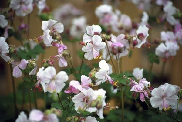 Ooievaarsbek (Geranium cantabrigiense 'Biokovo') D 9 H 10 cm