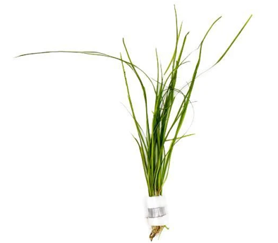 Waterplant Vallisneria Nana | Aquariumplant