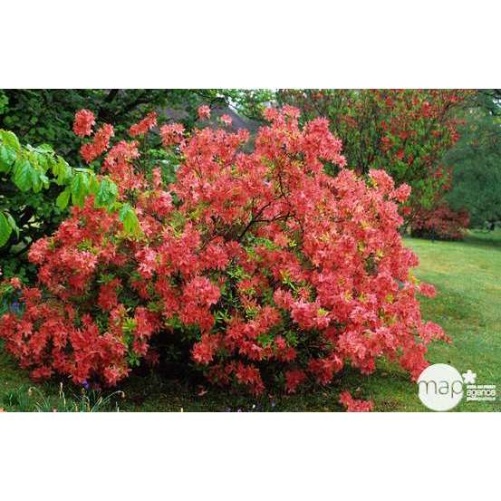 Azalea mollis : arbuste, ctr 12L, 70/80 cm