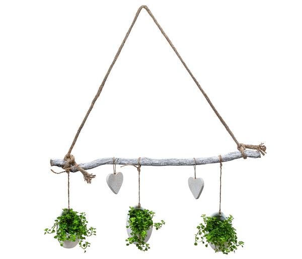 Wandhänger Herz mit Peperomie - Peperomia