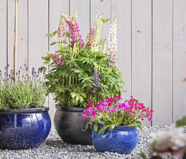 Lupine 'West Country', verschiedene Farben
