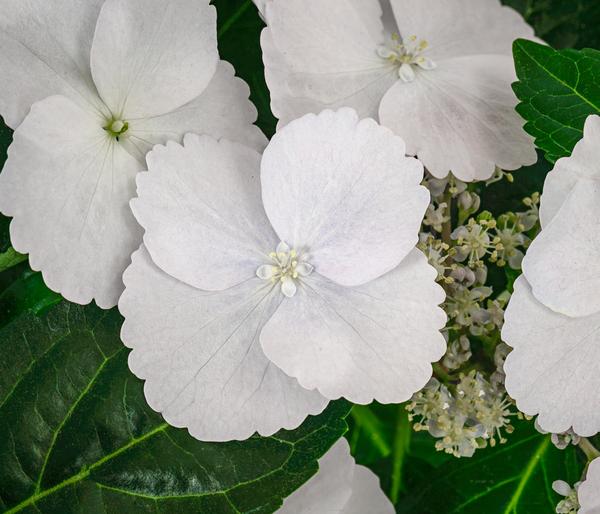 Girlanden-Hortensie 'Runaway Bride®'