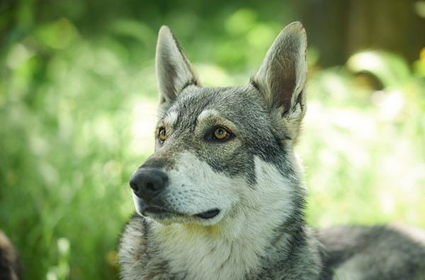 Hunde Trekking Büren| mydays