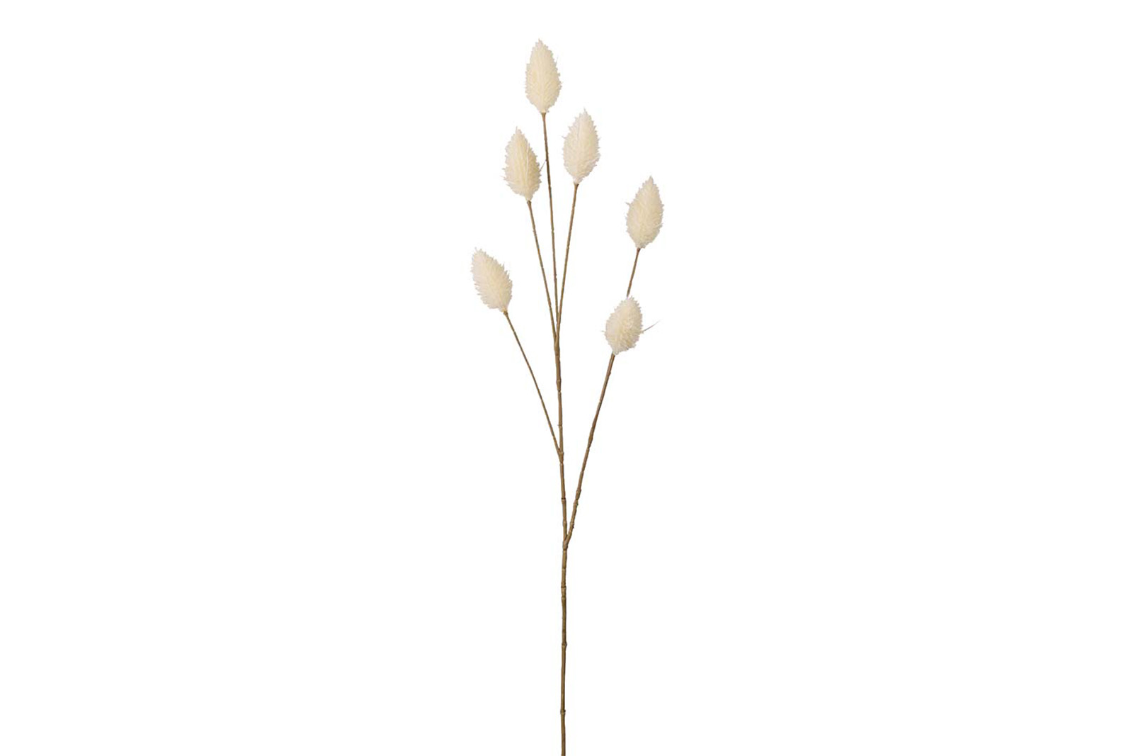 Lagarus stilkblomst Hvit. H70 cm