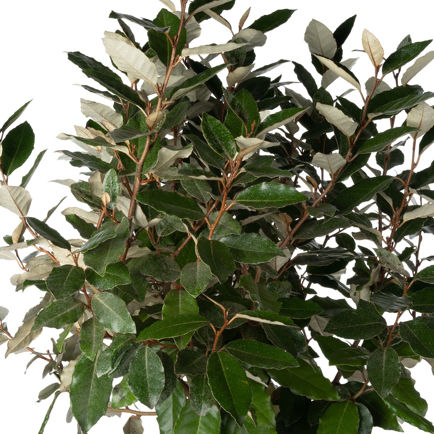 Olijfwilg (Elaeagnus ebbingei) D 30 H 140 cm