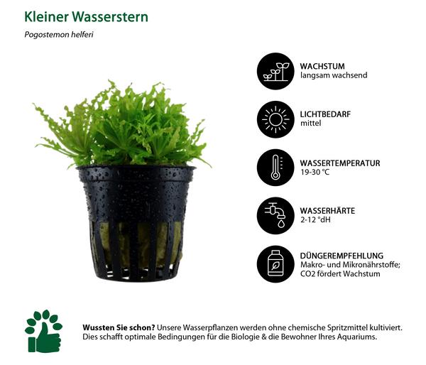 Dehner Aqua Aquarienpflanzen-Set