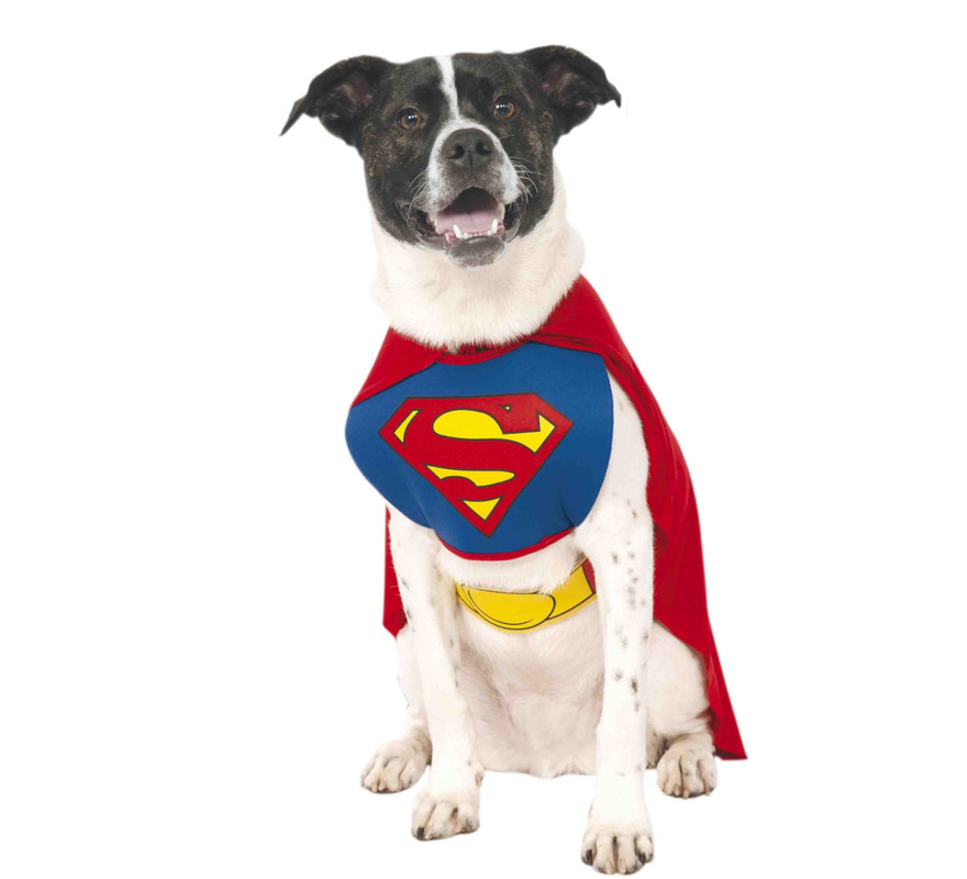 Fantasia de Super-Homem para cachorro