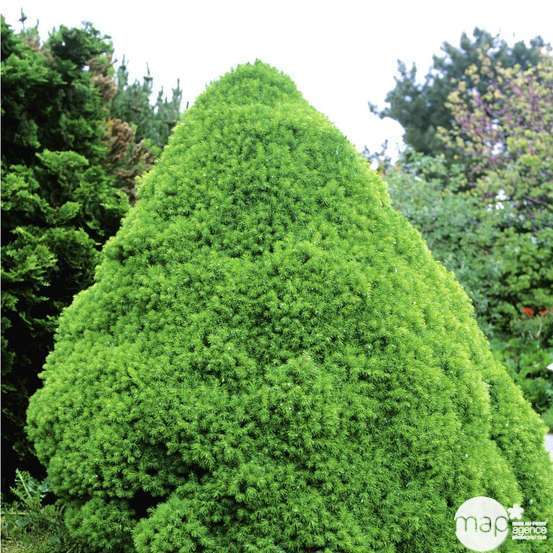Sapinette blanche (Picea glauca) 'Conica' 50/60 : pot 5L
