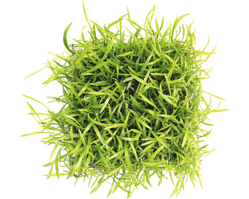 Lepelgras als onderlegger - Lilaeopsis brasiliensis