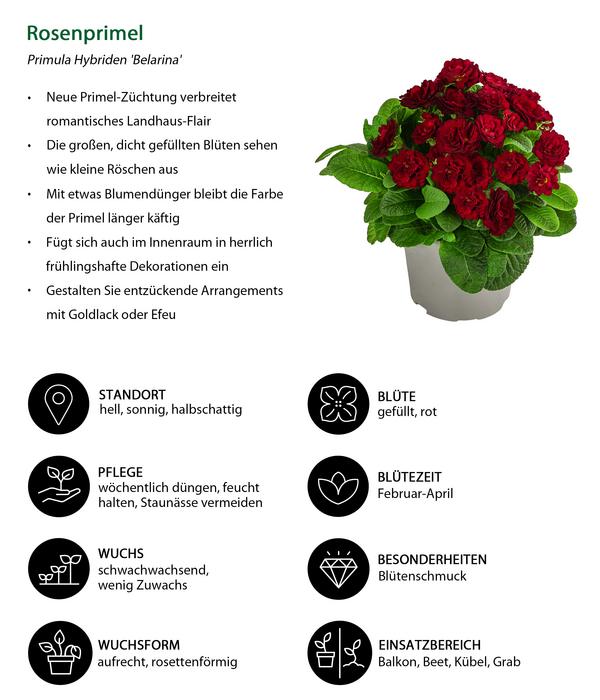 Beet- & Balkonpflanzen-Set Roter Frühling,