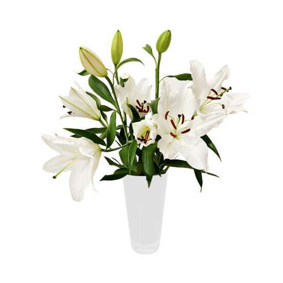 Botte de Lys Oriental - 3 tiges : blanc