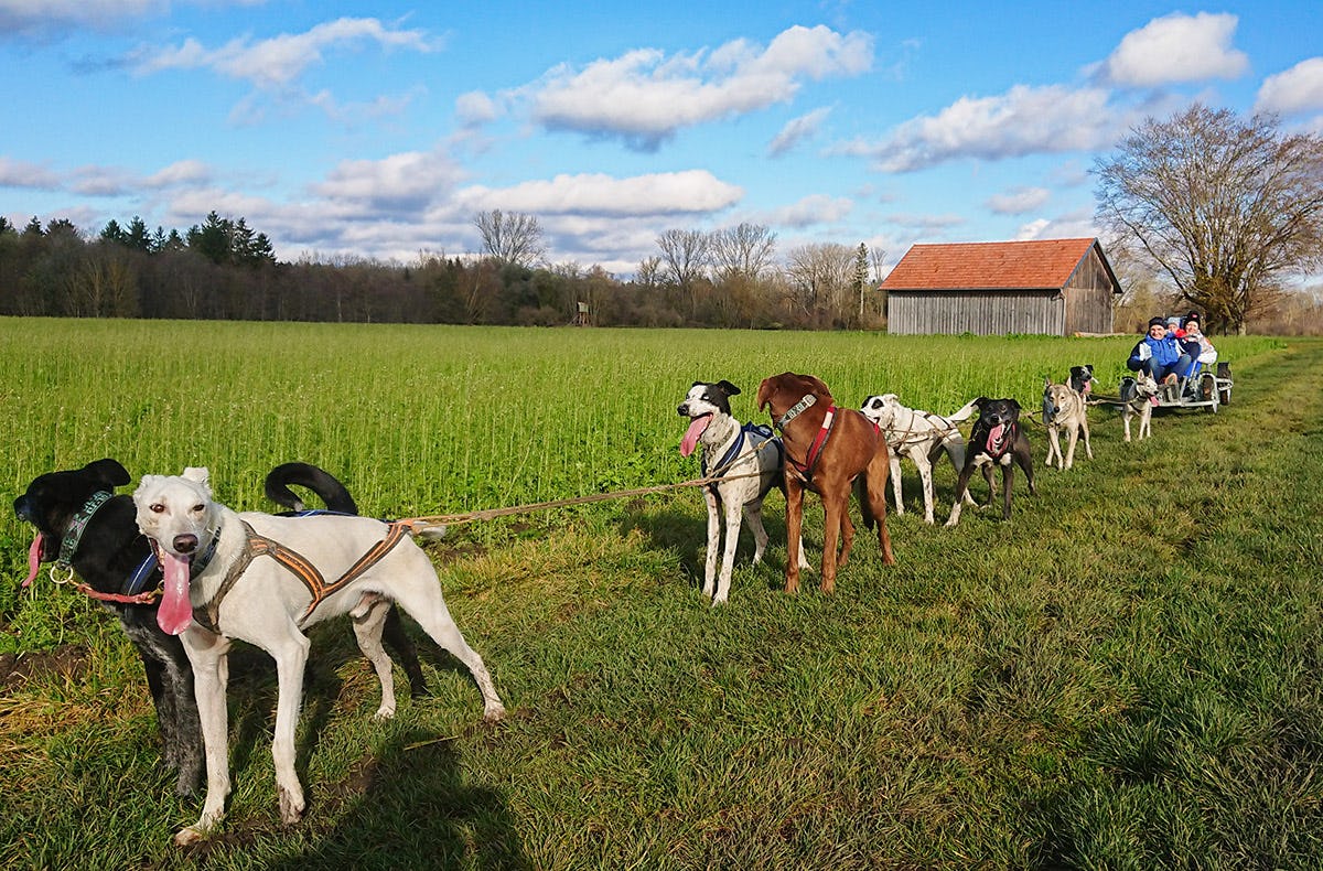 Schlittenhundefahrtfür Zwei im Trainingswagen als Geschenk