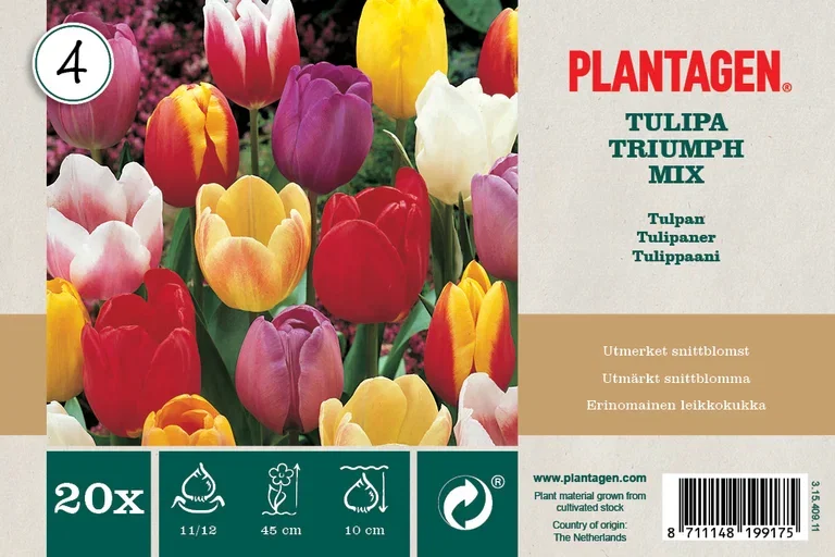 Tulipa gesneriana Triumph-Group Triumph-tulipan