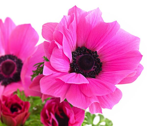 Beet- & Balkonpflanzen-Set Rosa Frühling,