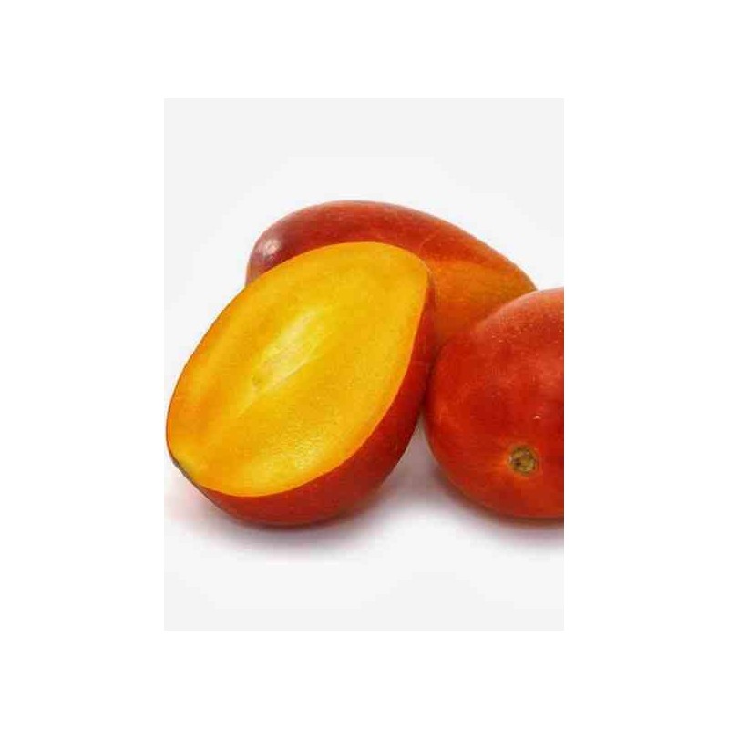 Manguier mangifera indica var.irwin jaune - taille pot de 25l - 140/160cm
