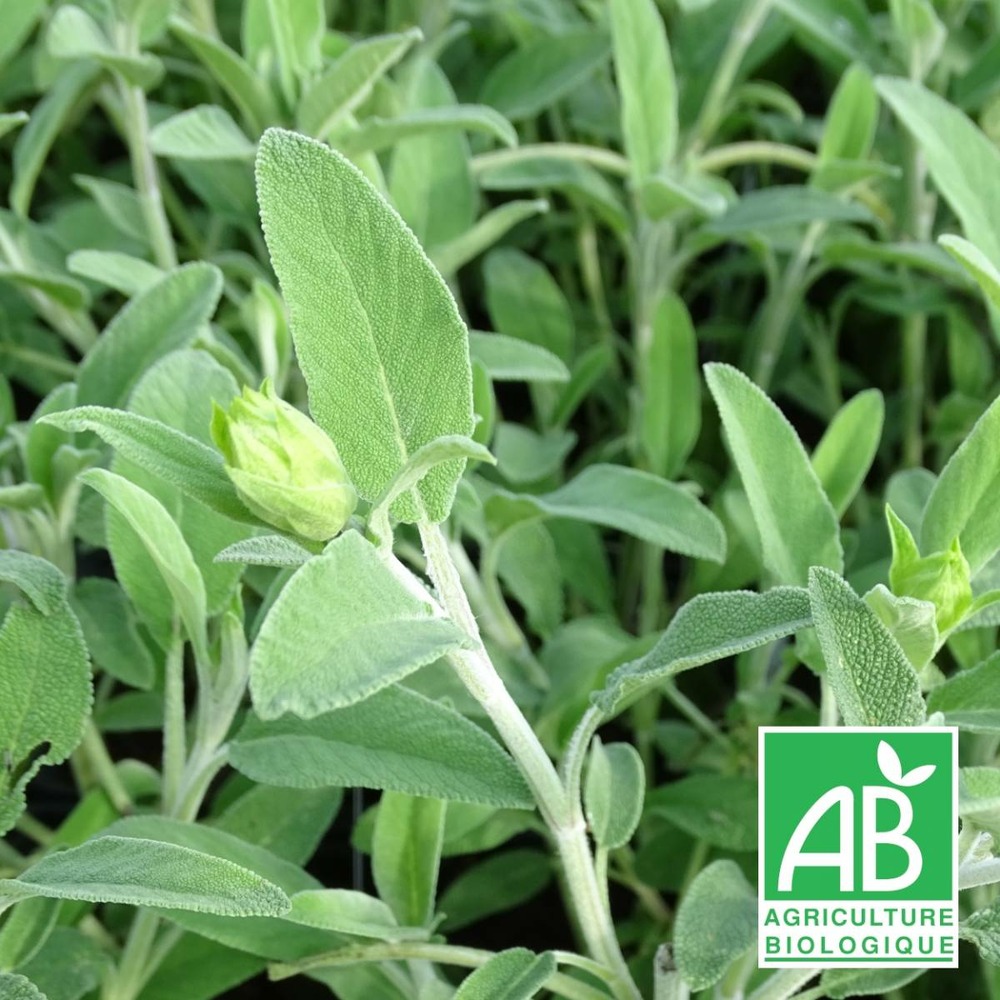 Sauge fruticosa bio/salvia fruticosa[-]godet
