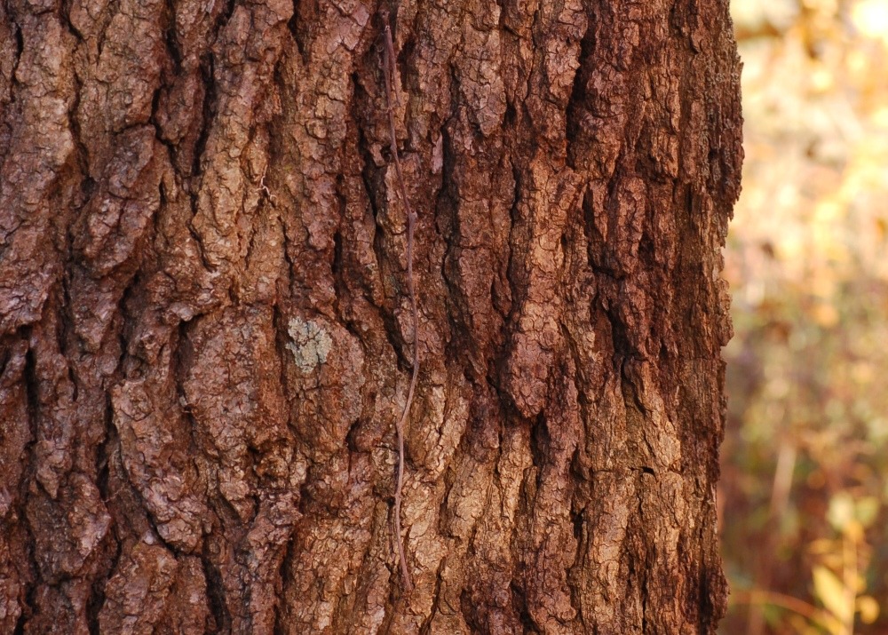 Copalme d'amérique - 100 graines - liquidamber styraciflua