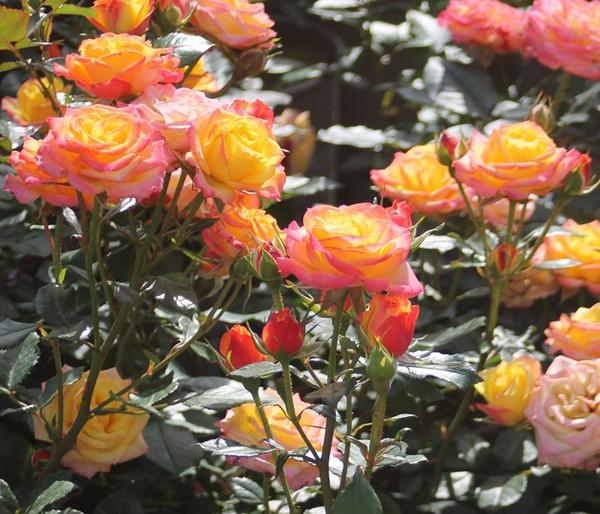 Zwergrose 'Tropical Clementine®'
