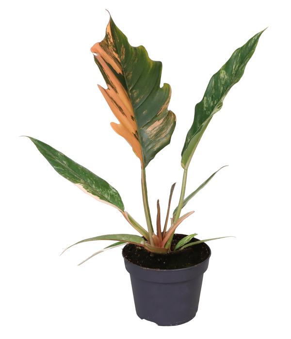 Baumfreund - Philodendron 'Caramel Marble'