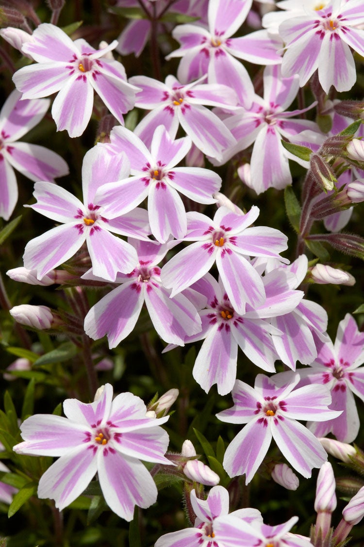 Kruipphlox (Phlox subulata 'Candy Stripes') D 11 H 20 cm