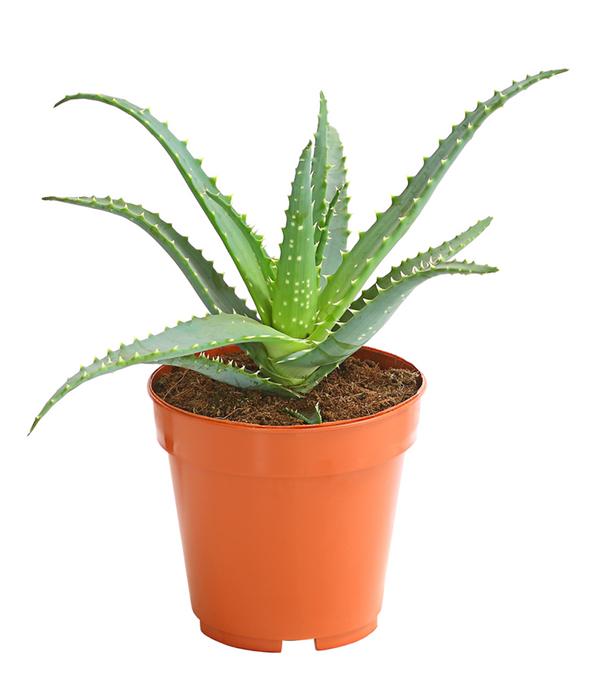 Tintenfisch-Aloe - Aloe arborescens