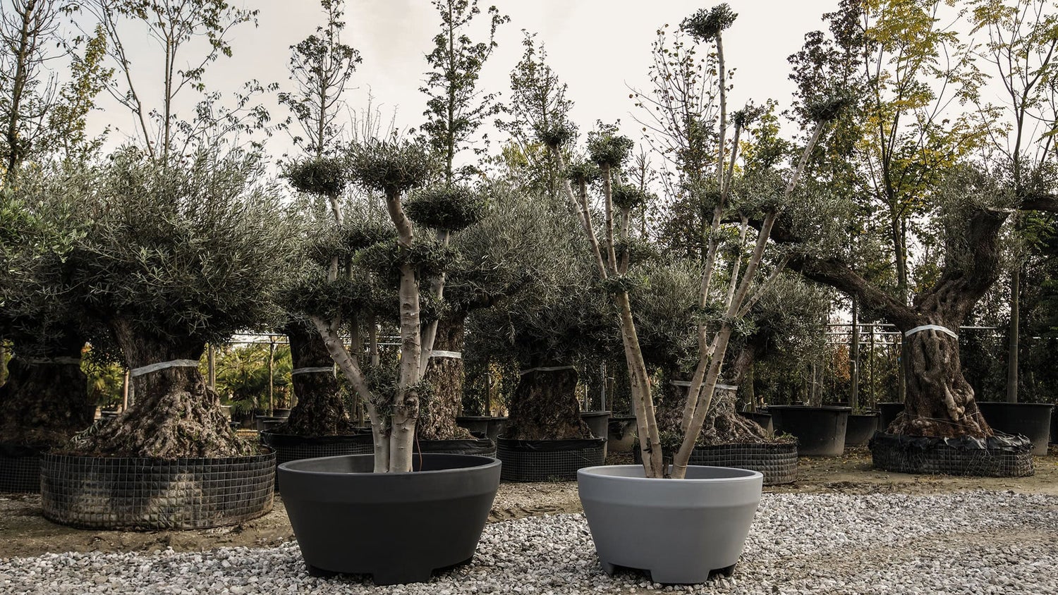 COLE 110 Jumbo XL plantenbak, 110 cm diameter, 360 liter inhoud, wit, plantenbak, plantencontainer