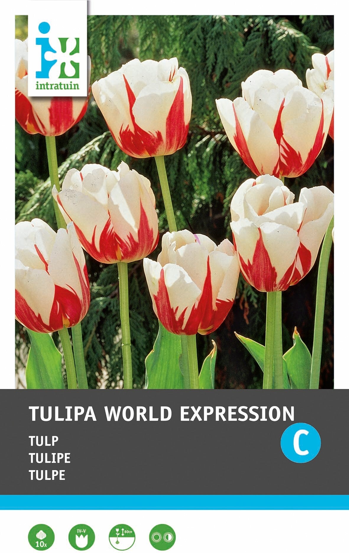 Intratuin bloembollen Tulp (Tulipa 'World Expression')10 stuks