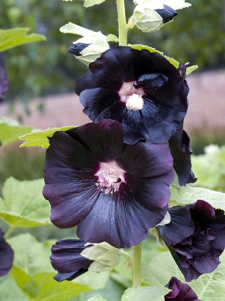 Stokroos (Alcea rosea 'Nigra') D 11 H 10 cm