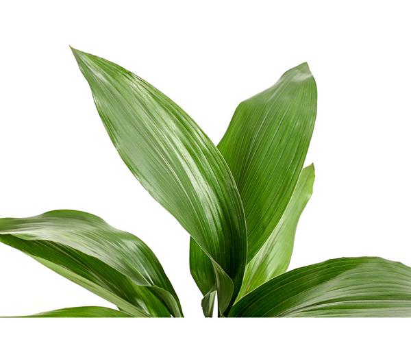 Schusterpalme - Aspidistra elatior
