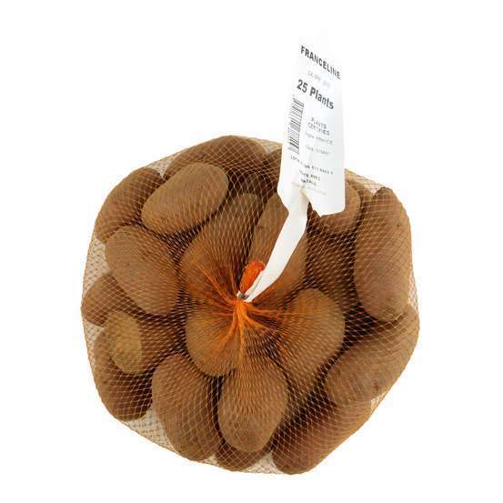 Plants de pommes de terre 'Franceline' en filet x25