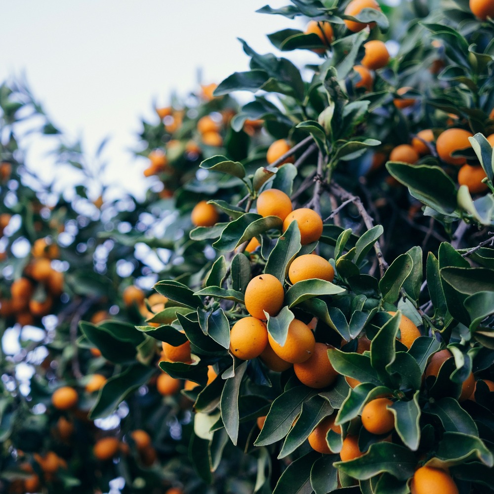 Citrus margarita 'kumquat' - oranger - arbre fruitier - persistant - ⌀19 cm - ↕50-60 cm
