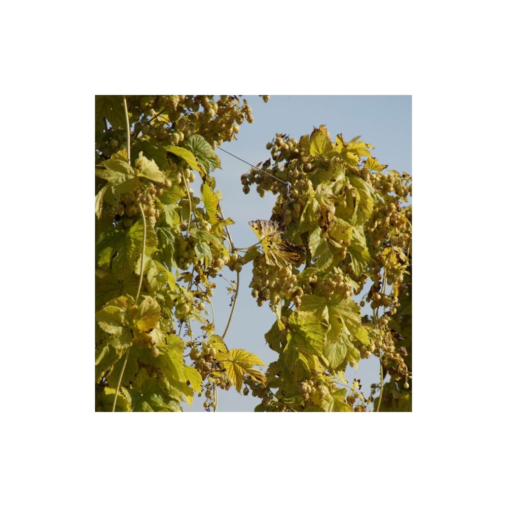 Houblon doré aureus/humulus lupulus aureus[-]pot de 1,5l - tuteur bambou 30/60 cm