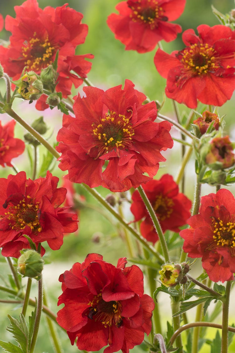 Nagelkruid (Geum chiloense 'Mrs Bradshaw') D 9 H 10 cm